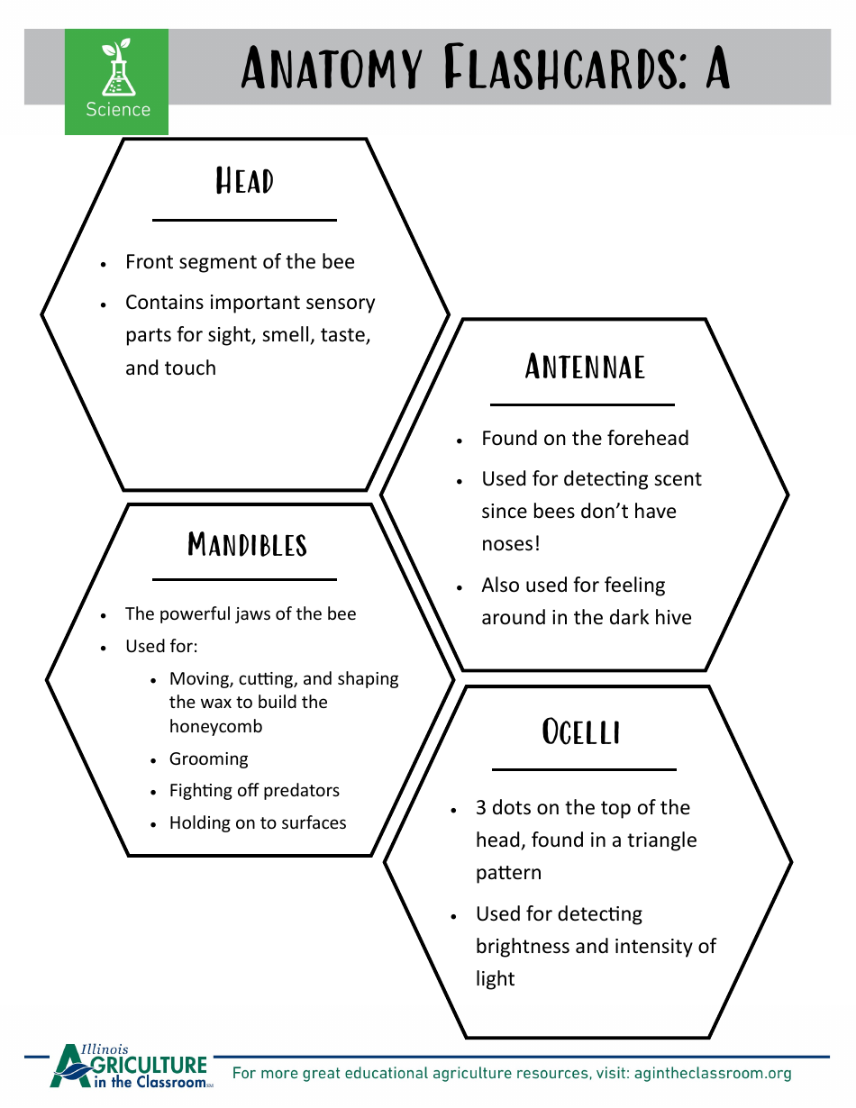 Grade 3-6 Biology Worksheet and Flashcards - Bee Anatomy, Page 5