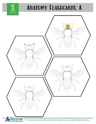 Grade 3-6 Biology Worksheet and Flashcards - Bee Anatomy, Page 6