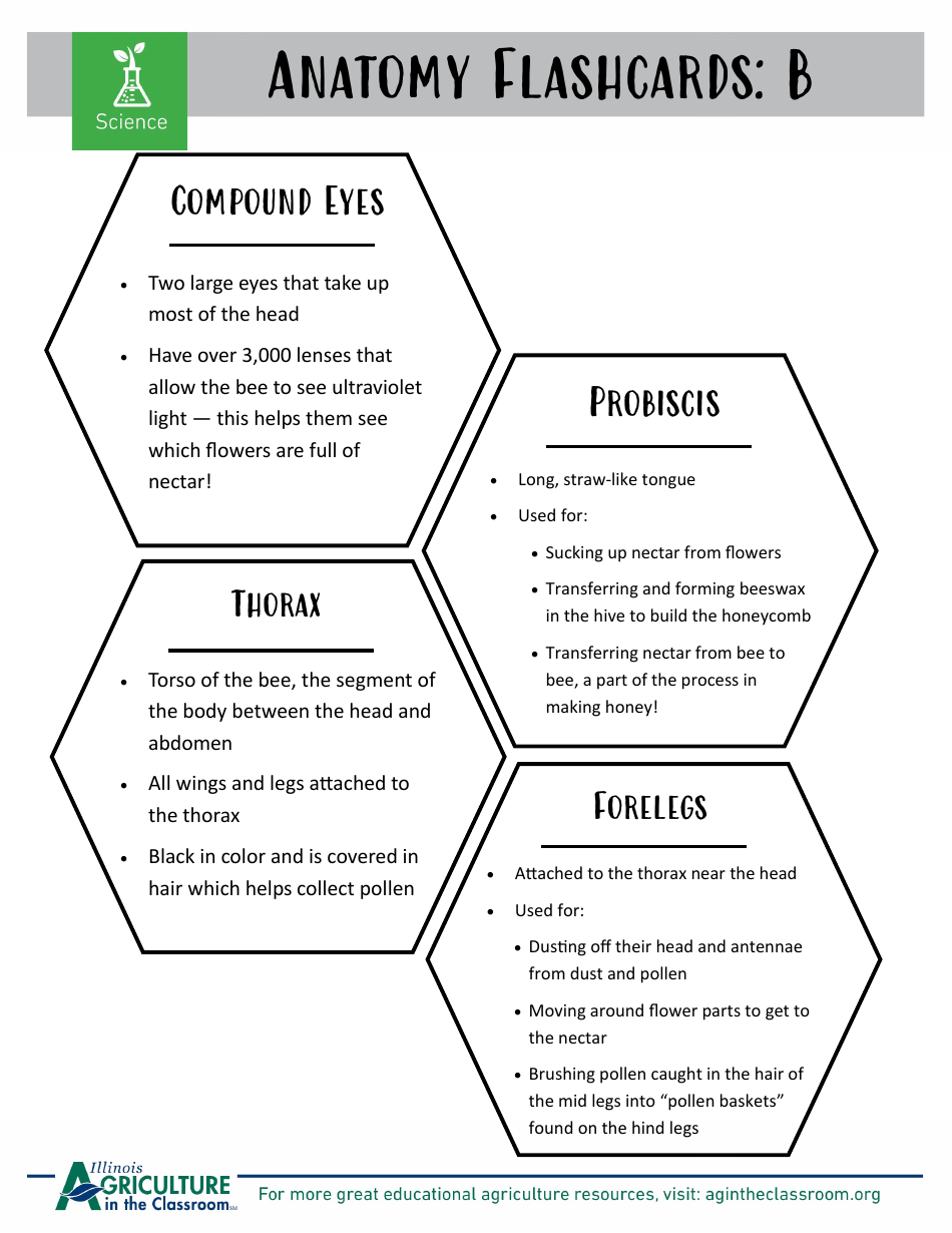 Grade 3-6 Biology Worksheet and Flashcards - Bee Anatomy, Page 7