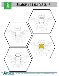 Grade 3-6 Biology Worksheet and Flashcards - Bee Anatomy, Page 8