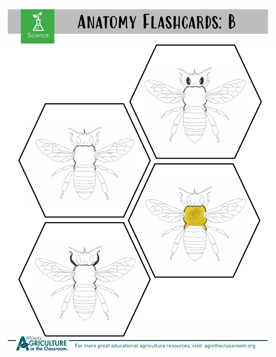 Grade 3-6 Biology Worksheet and Flashcards - Bee Anatomy, Page 8