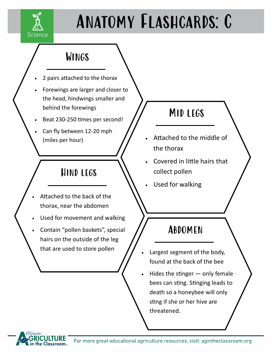 Grade 3-6 Biology Worksheet and Flashcards - Bee Anatomy, Page 9