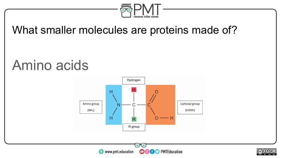 Cie Biology Igcse Flashcards - Biological Molecules, Page 13