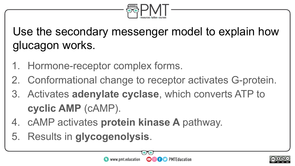 Biology Flashcards - Hormonal Communication, Page 21