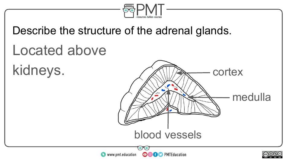 Biology Flashcards - Hormonal Communication, Page 5