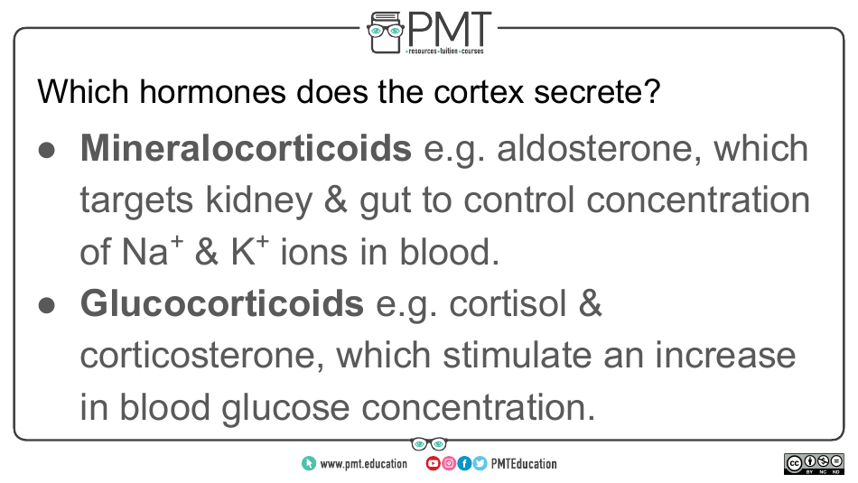 Biology Flashcards - Hormonal Communication, Page 9