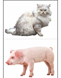 Chinese Flash Cards - Animals, Page 5