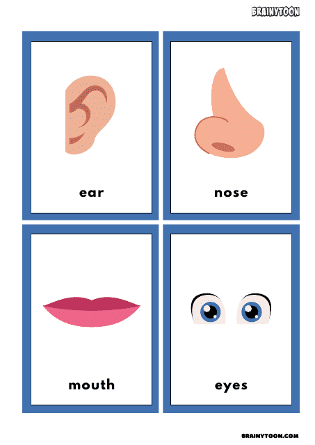 Body Parts Flashcards for Speech Therapy