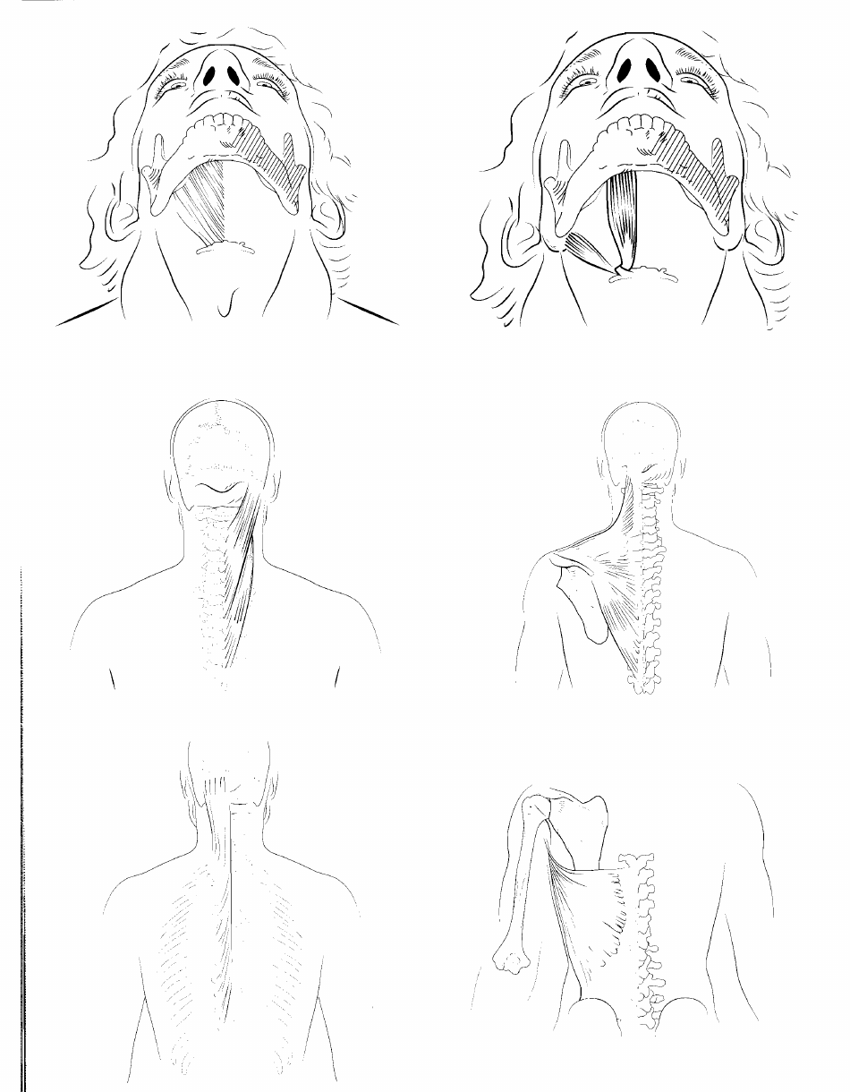 Anatomy Flashcards - Muscles of the Human Body, Page 10