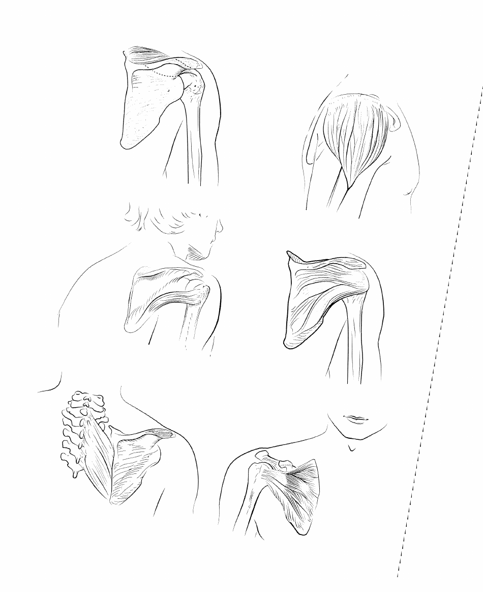 Anatomy Flashcards - Muscles of the Human Body, Page 12