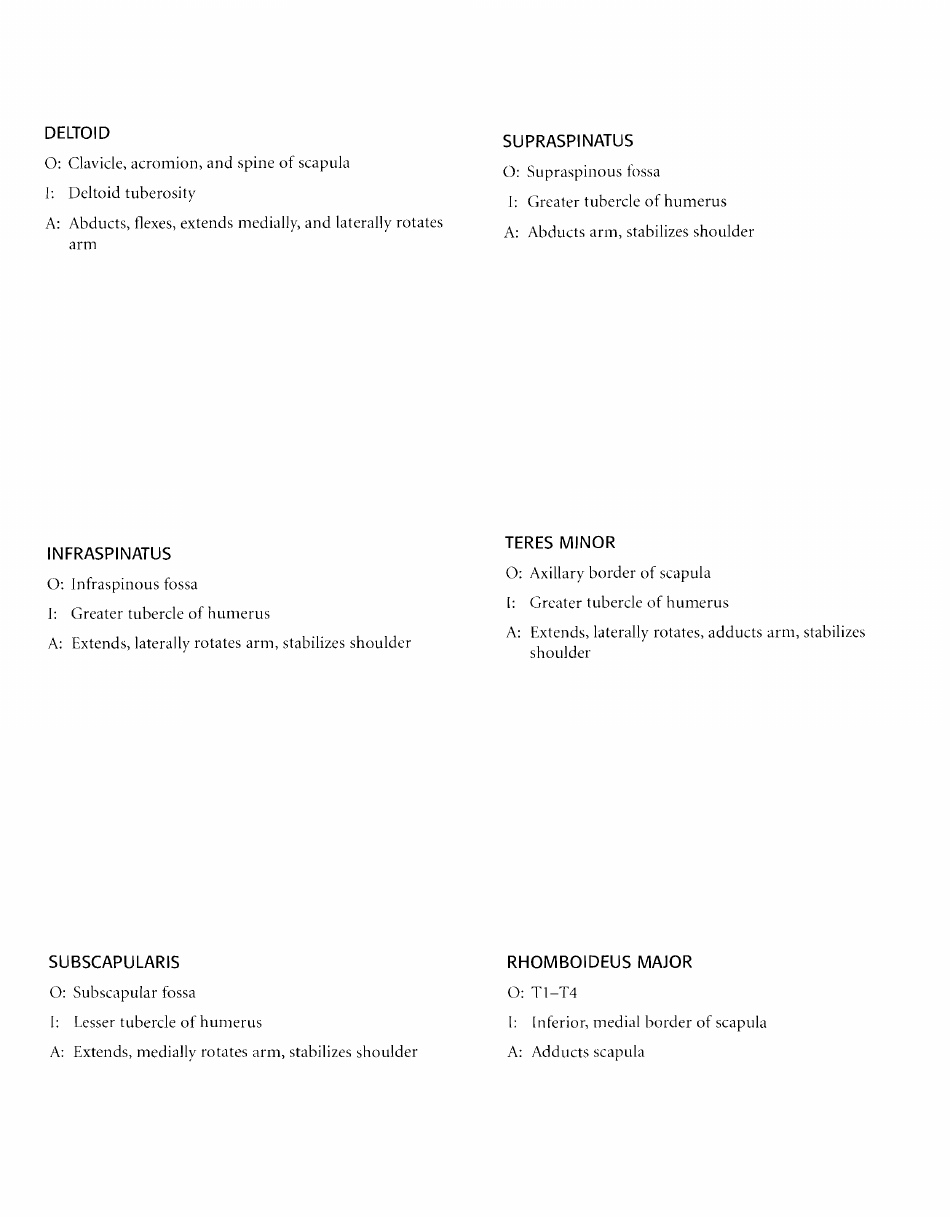Anatomy Flashcards - Muscles of the Human Body, Page 13
