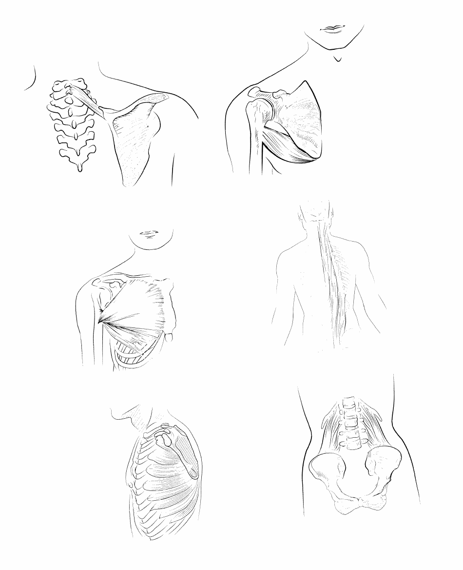 Anatomy Flashcards - Muscles of the Human Body, Page 14