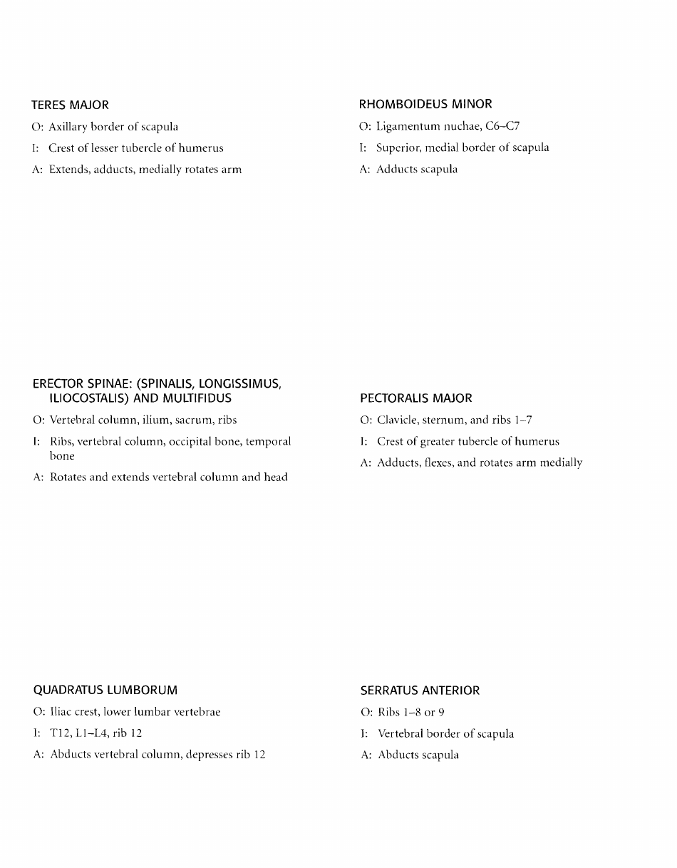 Anatomy Flashcards - Muscles of the Human Body, Page 15