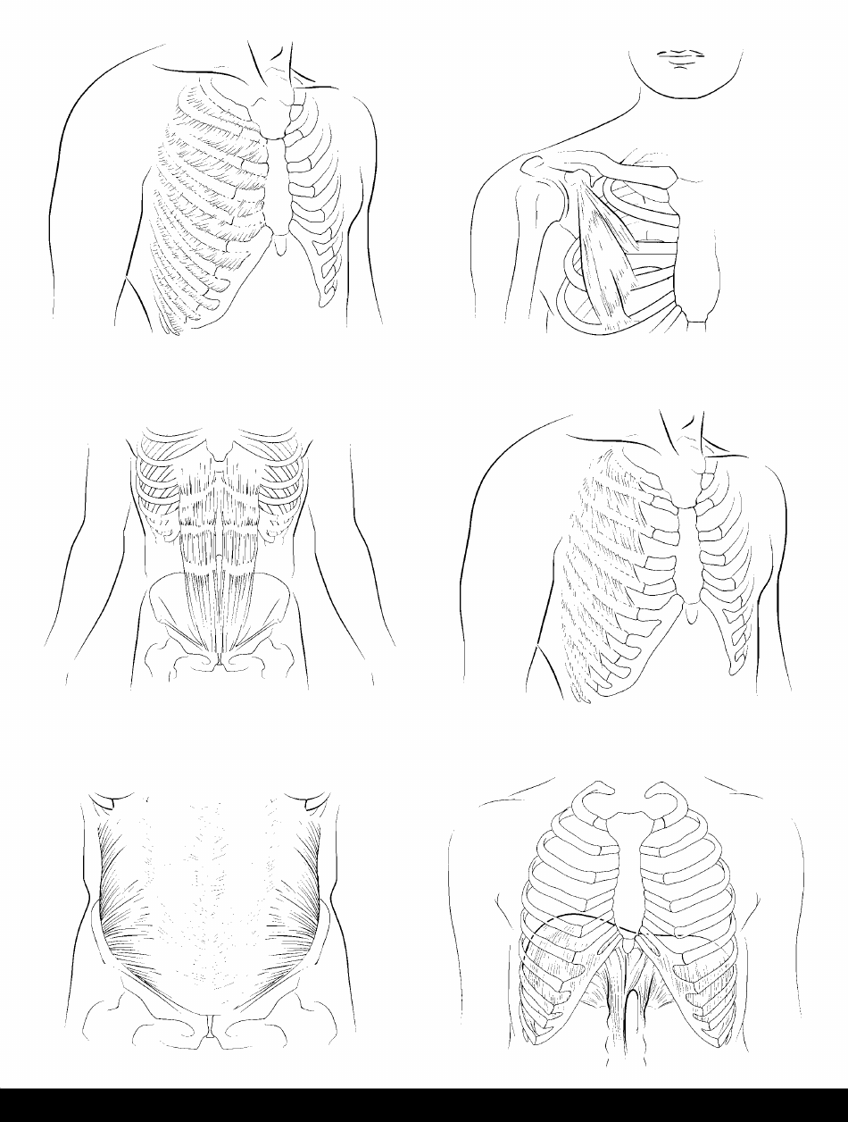 Anatomy Flashcards - Muscles of the Human Body, Page 16
