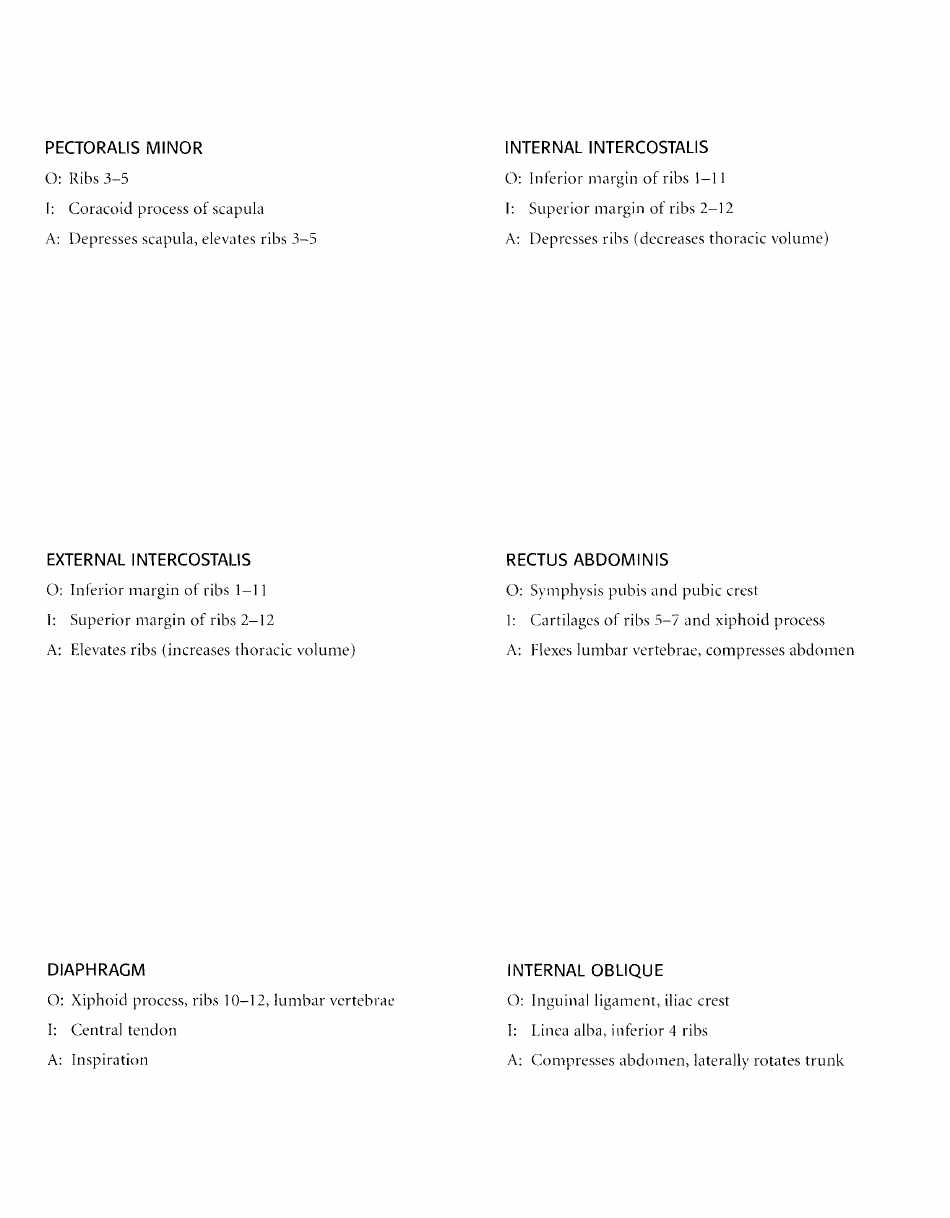 Anatomy Flashcards - Muscles of the Human Body, Page 17