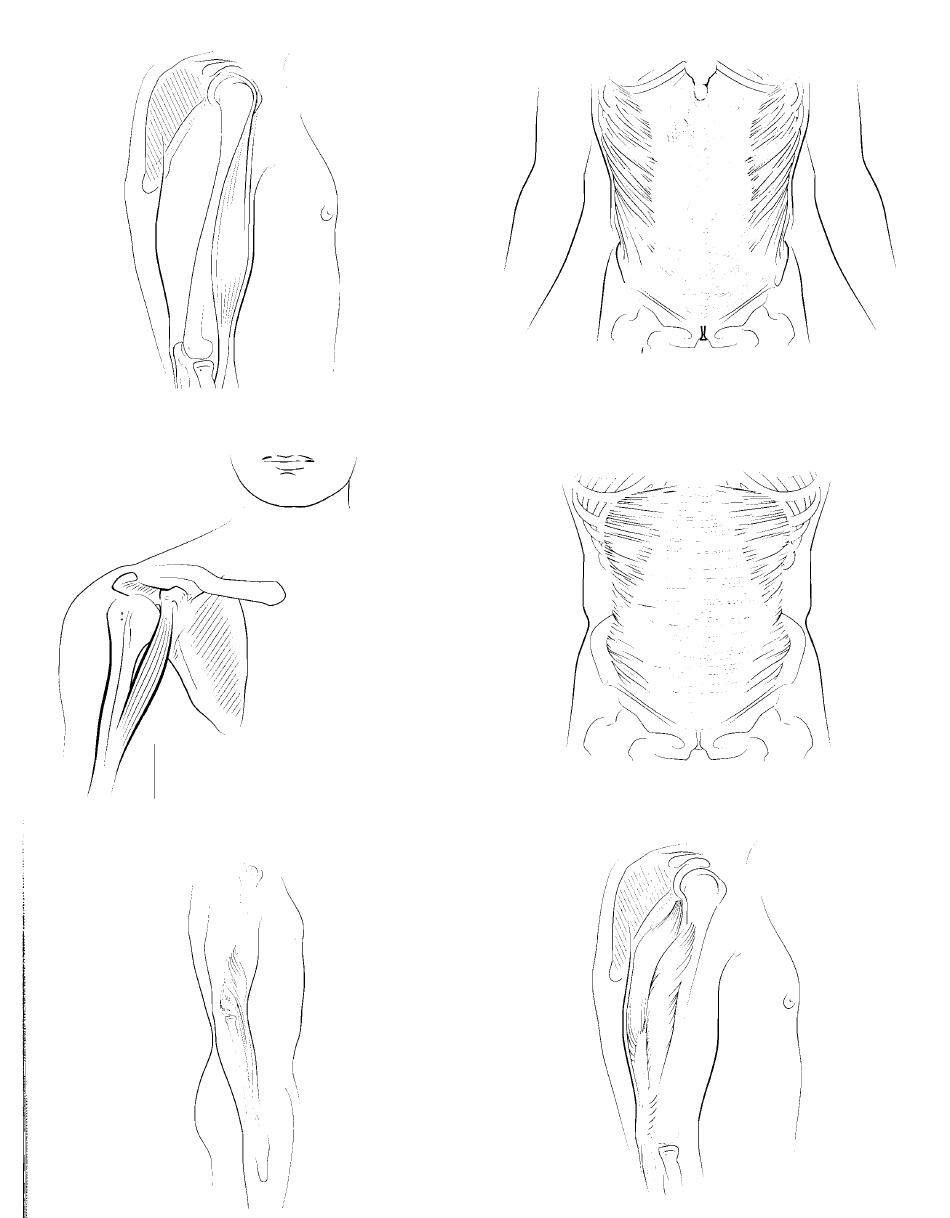Anatomy Flashcards - Muscles of the Human Body, Page 18