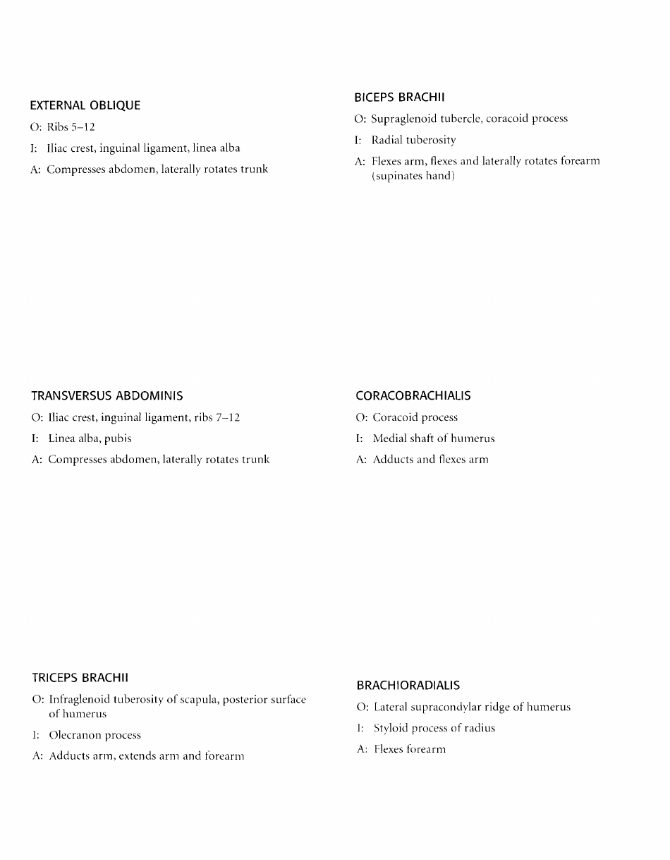 Anatomy Flashcards - Muscles of the Human Body, Page 19