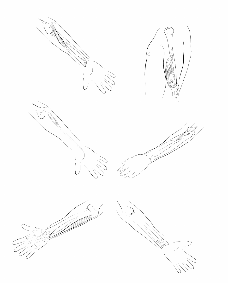Anatomy Flashcards - Muscles of the Human Body, Page 20