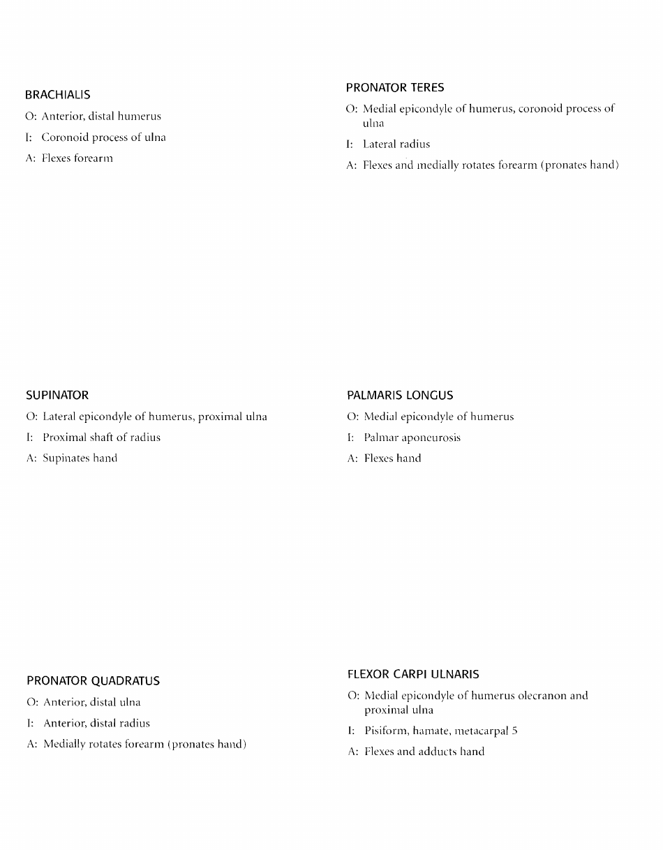 Anatomy Flashcards - Muscles of the Human Body, Page 21