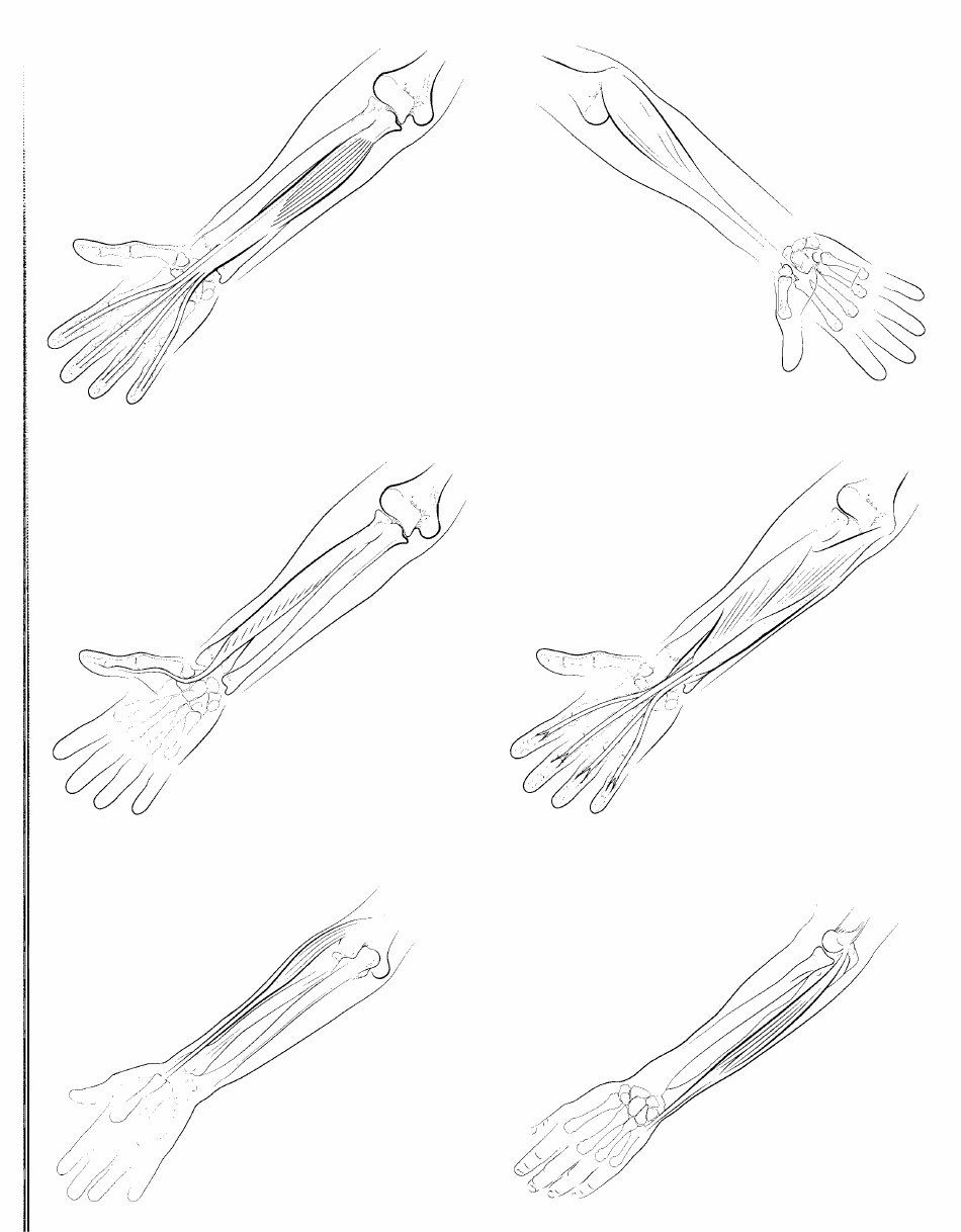 Anatomy Flashcards - Muscles of the Human Body, Page 22