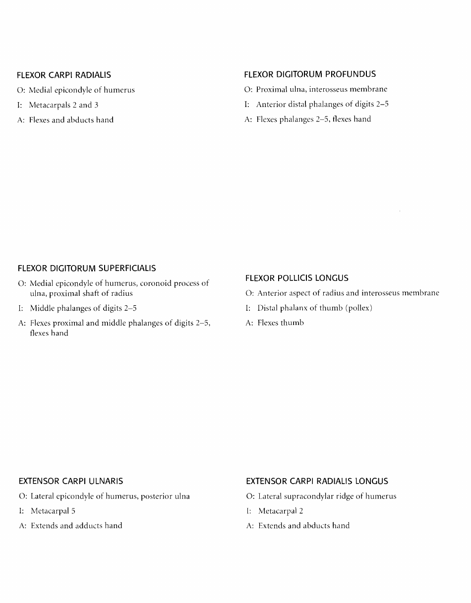 Anatomy Flashcards - Muscles of the Human Body, Page 23