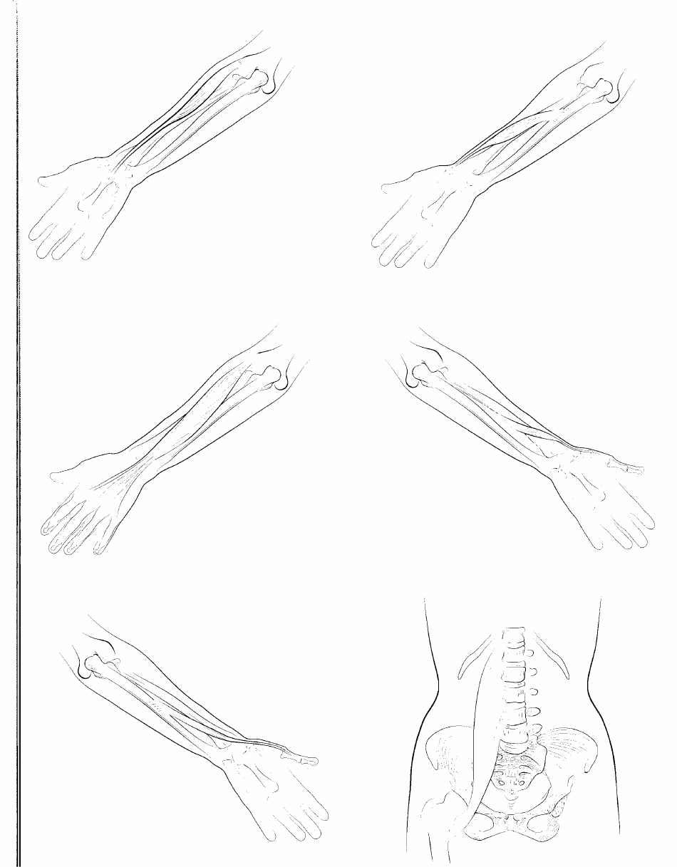 Anatomy Flashcards - Muscles of the Human Body, Page 24