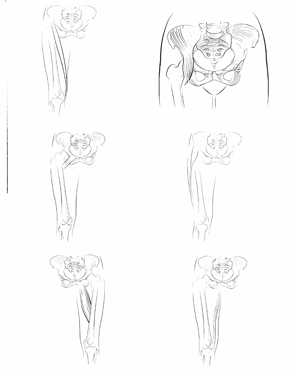 Anatomy Flashcards - Muscles of the Human Body, Page 26