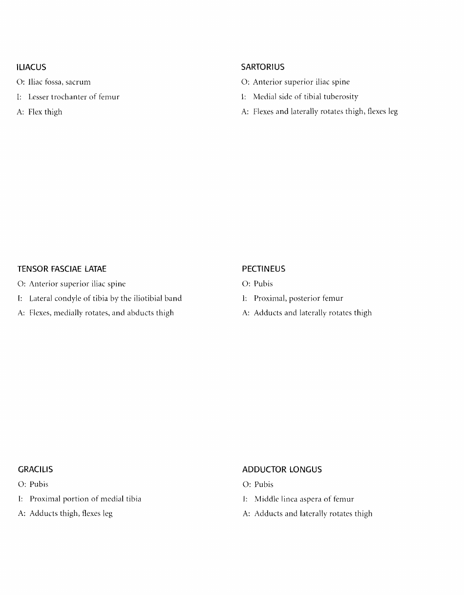 Anatomy Flashcards - Muscles of the Human Body, Page 27