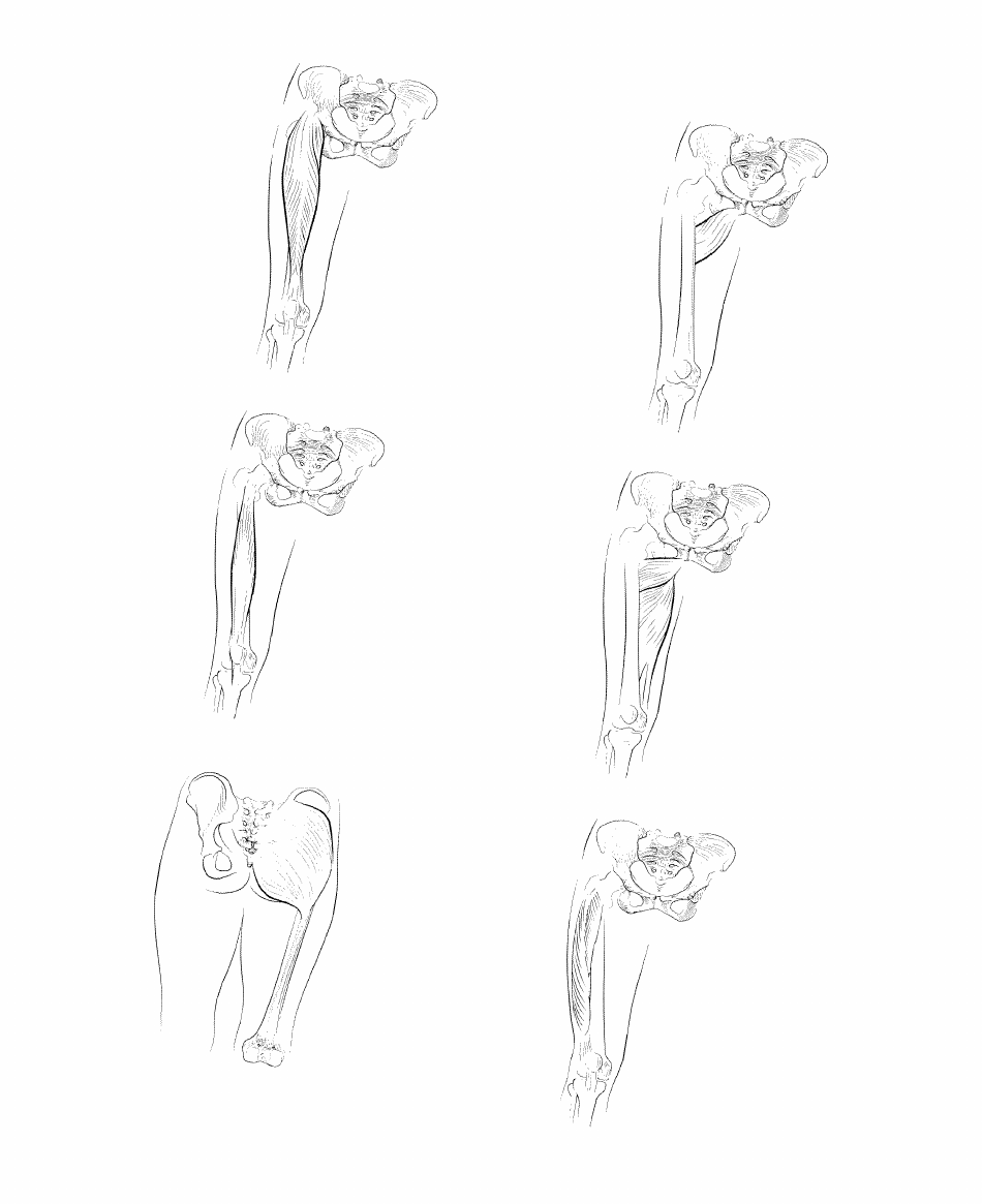 Anatomy Flashcards - Muscles of the Human Body, Page 28