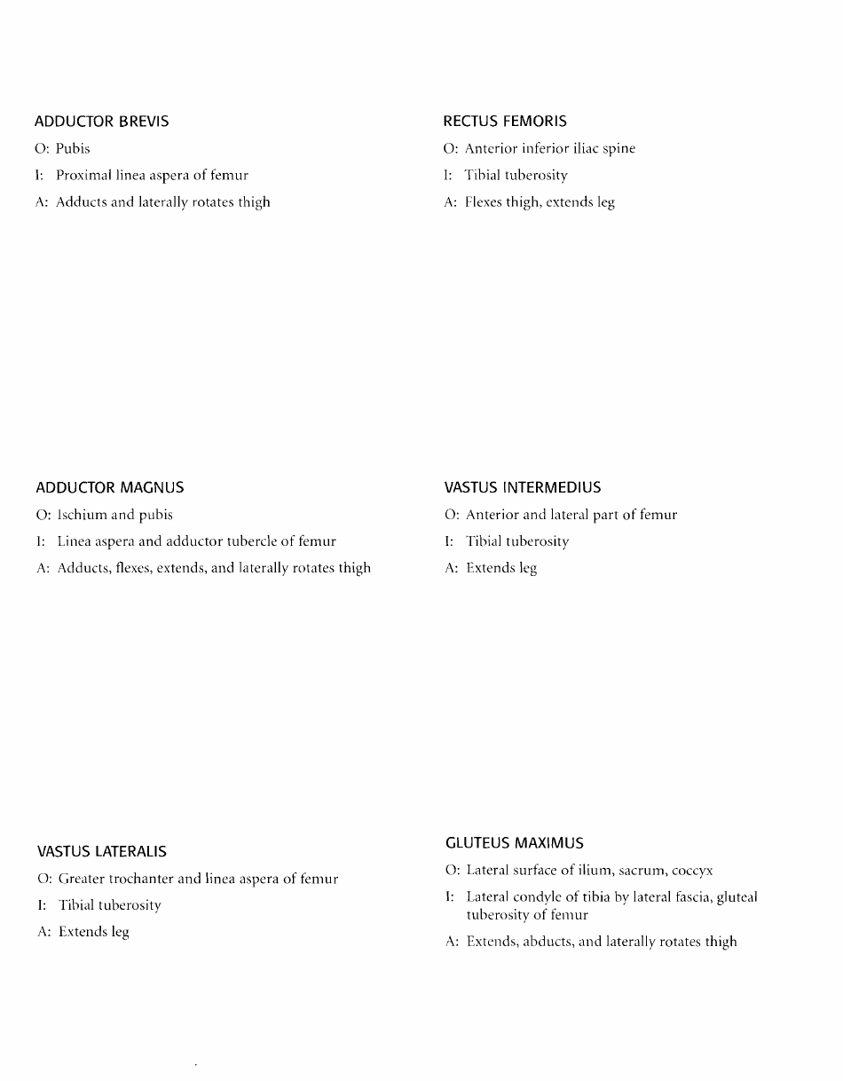 Anatomy Flashcards - Muscles of the Human Body, Page 29