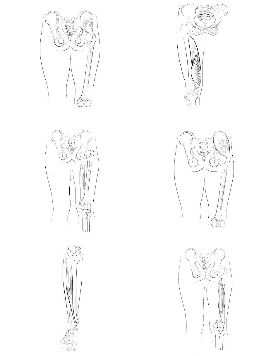 Anatomy Flashcards - Muscles of the Human Body, Page 30
