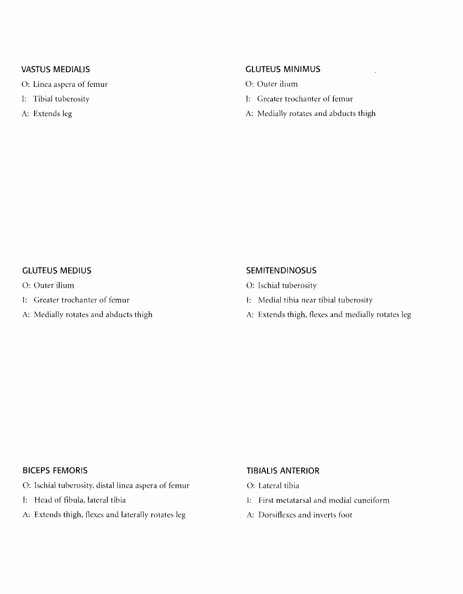 Anatomy Flashcards - Muscles of the Human Body, Page 31