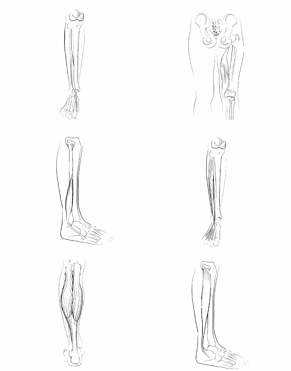 Anatomy Flashcards - Muscles of the Human Body, Page 32