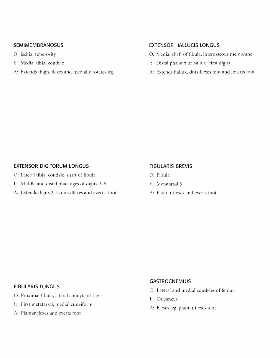 Anatomy Flashcards - Muscles of the Human Body, Page 33