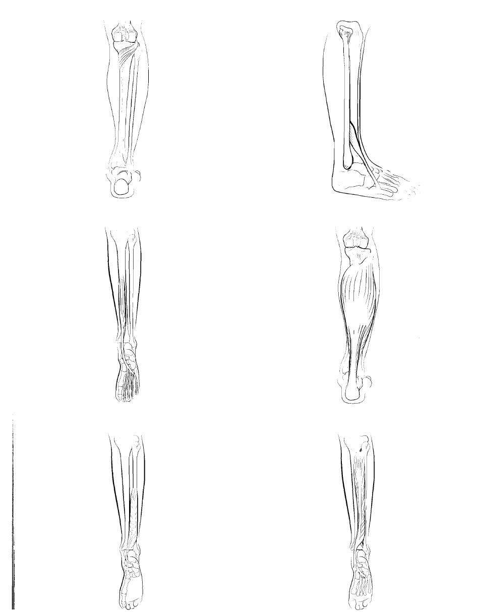 Anatomy Flashcards - Muscles of the Human Body, Page 34