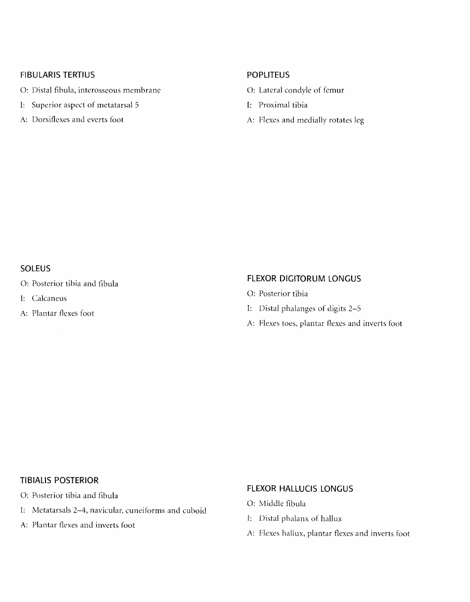 Anatomy Flashcards - Muscles of the Human Body, Page 35