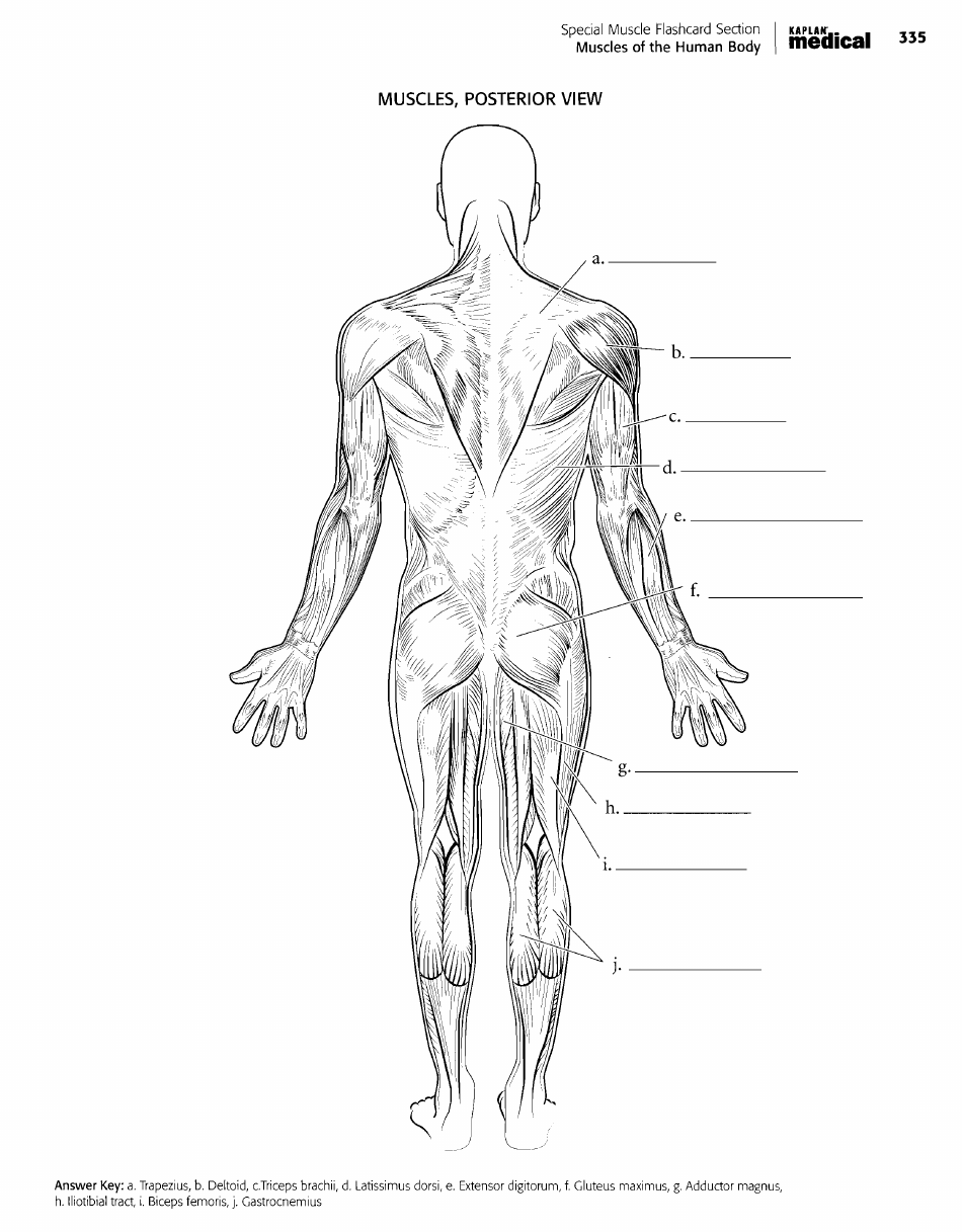 Anatomy Flashcards - Muscles of the Human Body, Page 3