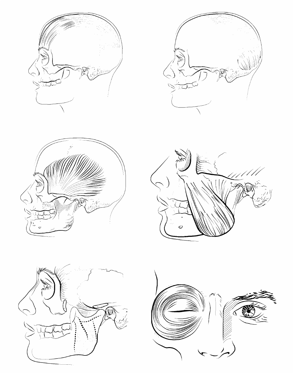 Anatomy Flashcards - Muscles of the Human Body, Page 4