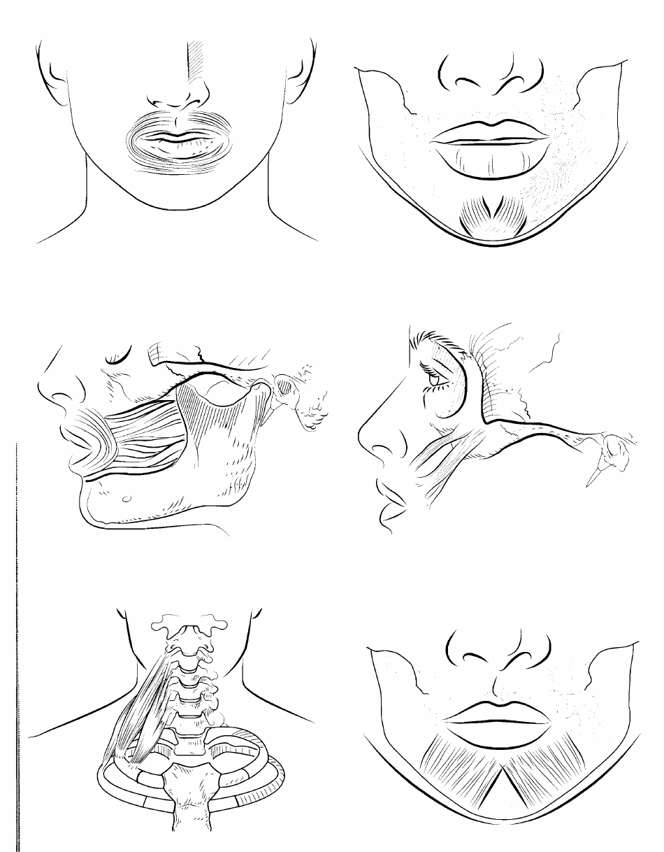 Anatomy Flashcards - Muscles of the Human Body, Page 6