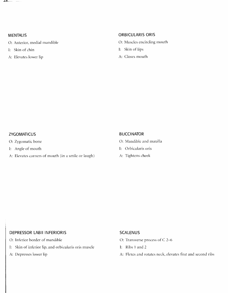 Anatomy Flashcards - Muscles of the Human Body, Page 7