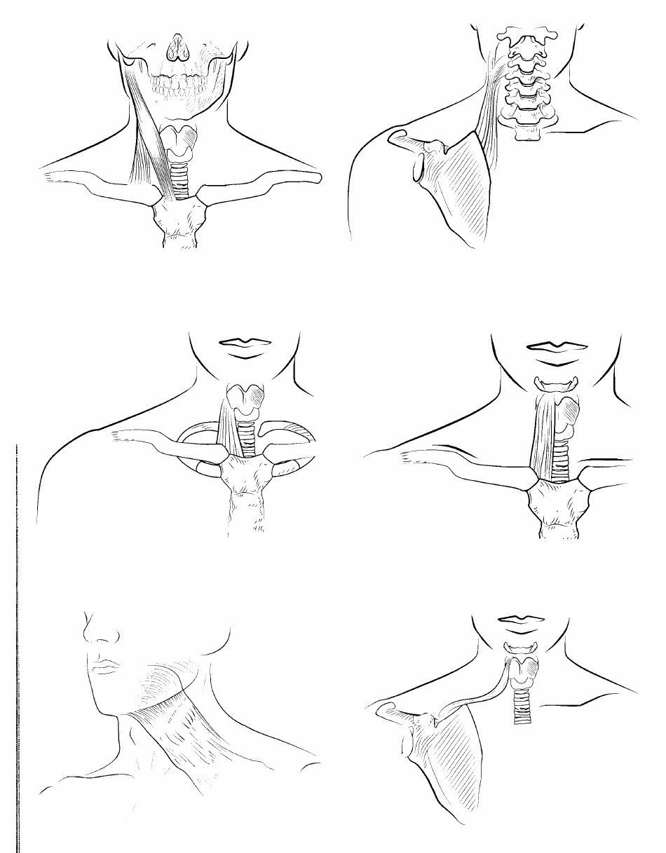 Anatomy Flashcards - Muscles of the Human Body, Page 8