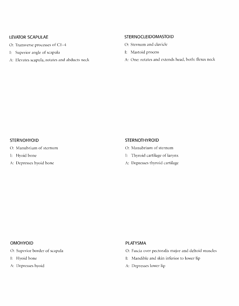 Anatomy Flashcards - Muscles of the Human Body, Page 9