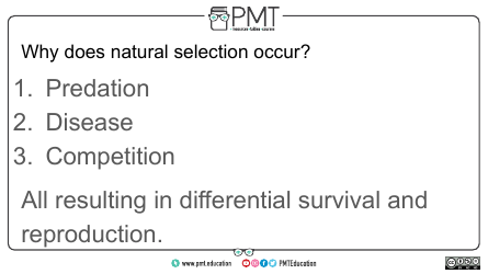 Aqa Biology a-Level Flashcards - Evolution May Lead to Speciation, Page 7