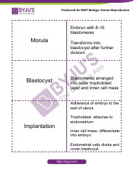 Neet Biology Flashcards - Human Reproduction, Page 11