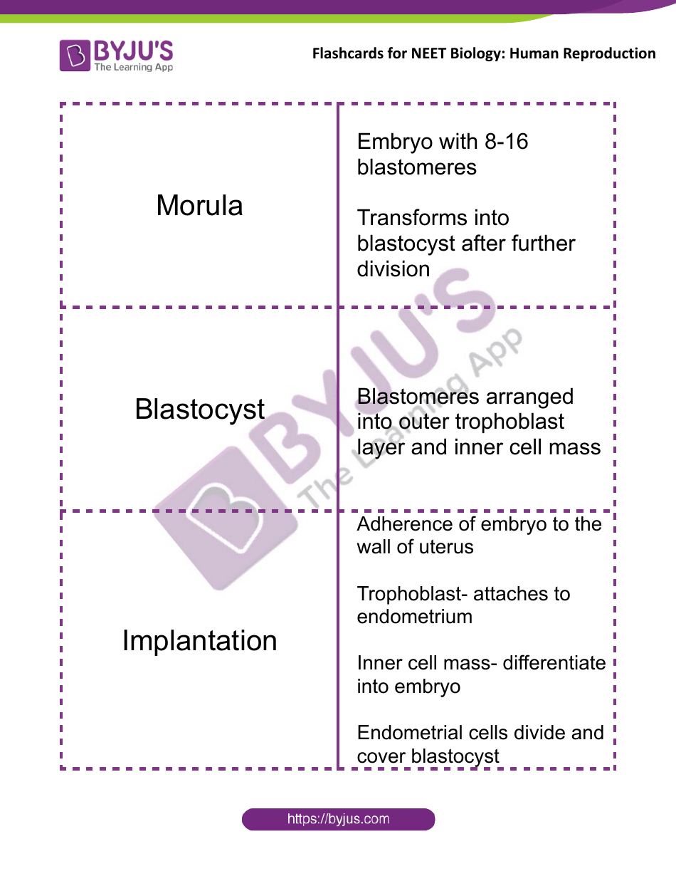 Neet Biology Flashcards - Human Reproduction, Page 11