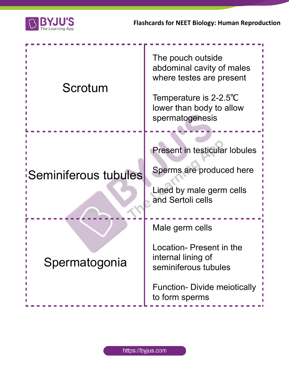 Neet Biology Flashcards - Human Reproduction, Page 1