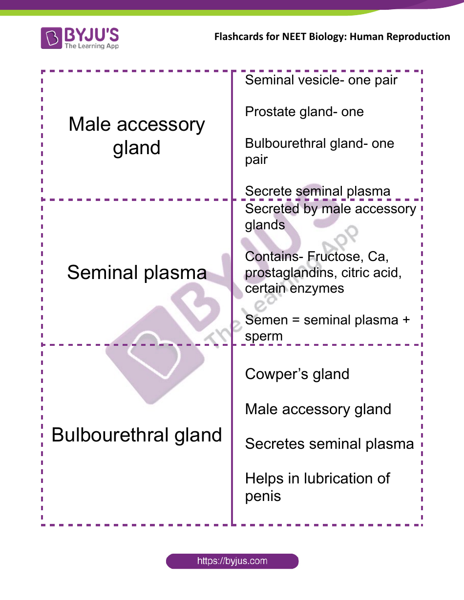 Neet Biology Flashcards - Human Reproduction, Page 3