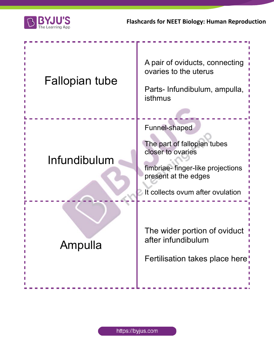 Neet Biology Flashcards - Human Reproduction, Page 4