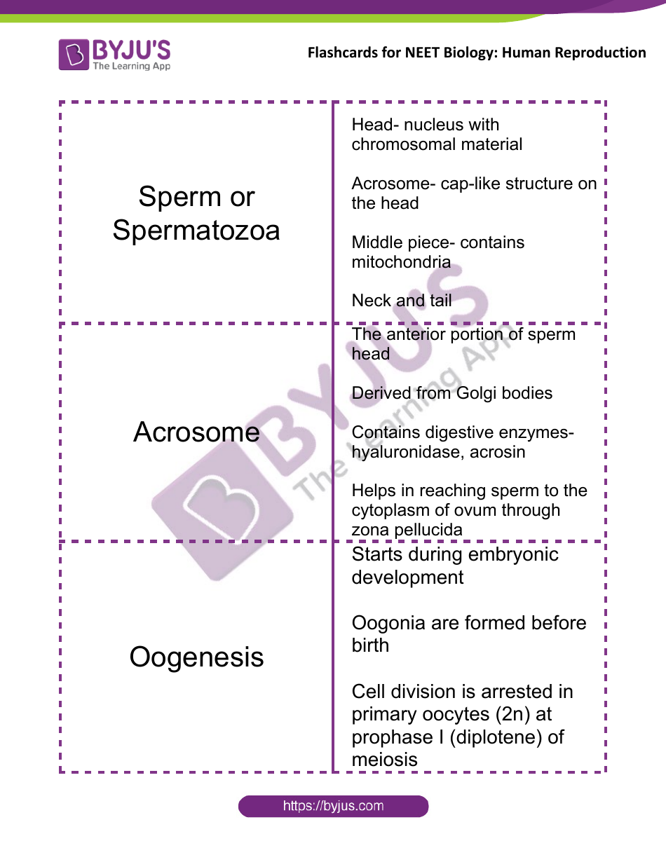 Neet Biology Flashcards - Human Reproduction, Page 7