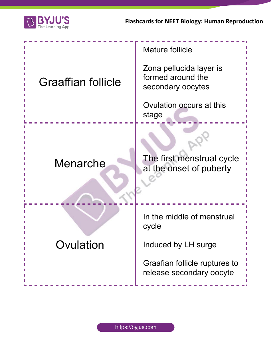 Neet Biology Flashcards - Human Reproduction, Page 9